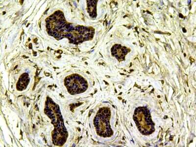 Immunohistochemistry-Paraffin: Jak2 Antibody (6-D3) [NBP2-66913]