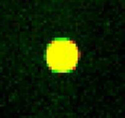 Microarray: Jak2 Antibody (6-D3) [NBP2-66913]