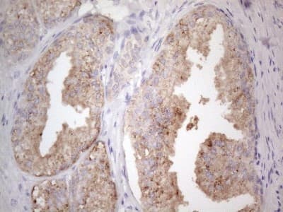 Immunohistochemistry-Paraffin: Jak2 Antibody (OTI7D12) [NBP2-45468]