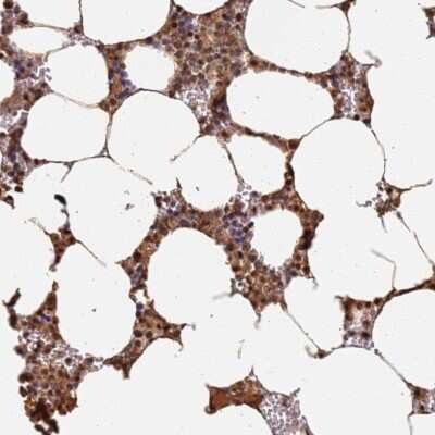 Immunohistochemistry-Paraffin: Jak2 Antibody [NBP2-38476]