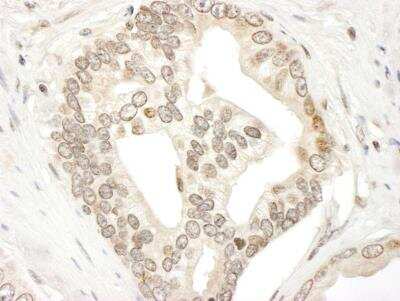 Immunohistochemistry-Paraffin: Jak2 Antibody [NBP1-22975]