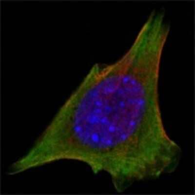 Immunocytochemistry/ Immunofluorescence: Jak3 Antibody (5H2) - BSA Free [NBP2-37737]