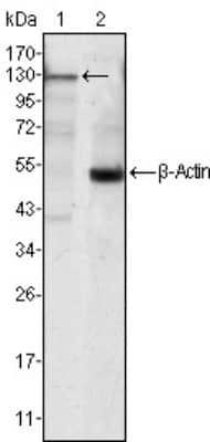 Western Blot: Jak3 Antibody (5H2)BSA Free [NBP2-37737]