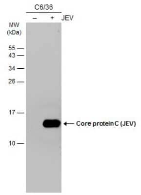 Western Blot: Japanese Encephalitis virus Capsid Protein Antibody (GT1178) [NBP3-13585]