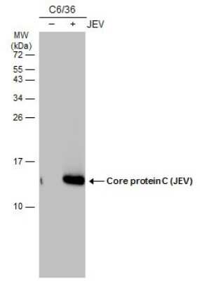 Western Blot: Japanese Encephalitis virus Capsid Protein Antibody (GT12112) [NBP3-13600]