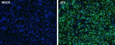 Immunocytochemistry/ Immunofluorescence: Japanese Encephalitis virus Capsid Protein Antibody [NBP3-13017]