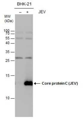 Western Blot: Japanese Encephalitis virus Capsid Protein Antibody [NBP3-12875]