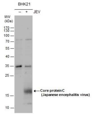 Western Blot: Japanese Encephalitis virus Capsid Protein Antibody [NBP3-13017]