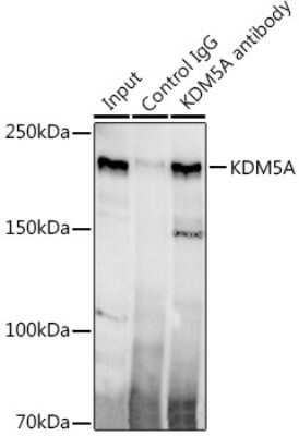 Immunoprecipitation: Jarid1A Antibody (5B10P1) [NBP3-16478]
