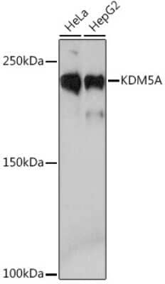 Western Blot: Jarid1A Antibody (5B10P1) [NBP3-16478]