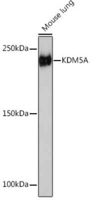 Western Blot: Jarid1A Antibody (5B10P1) [NBP3-16478]