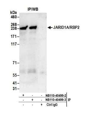 Immunoprecipitation: Jarid1A Antibody [NB110-40499]