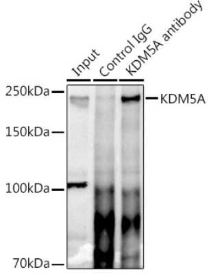 Immunoprecipitation: Jarid1A Antibody - BSA Free [NBP3-03856]