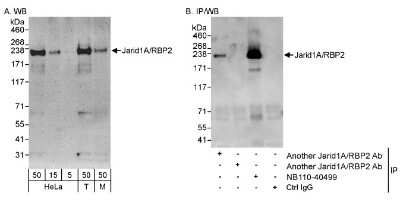 Western Blot: Jarid1A Antibody [NB110-40499]
