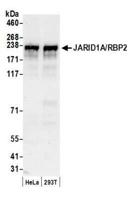 Western Blot: Jarid1A Antibody [NB110-40499]