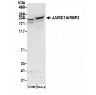 Western Blot: Jarid1A Antibody [NB110-40499]