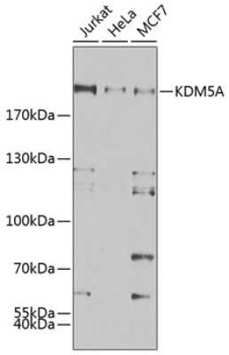 Western Blot: Jarid1A AntibodyBSA Free [NBP3-03856]