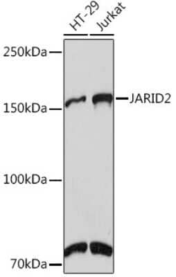 Western Blot: Jumonji/JARID2 Antibody (3L5C5) [NBP3-16839]