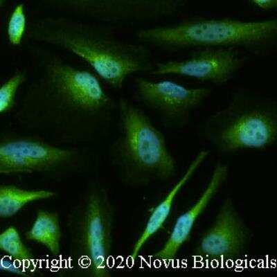 Immunocytochemistry/ Immunofluorescence: Jumonji/JARID2 Antibody - BSA Free [NBP3-00588]