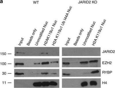 Knockout Validated: Jumonji/JARID2 Antibody [NB100-2214]