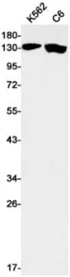 Western Blot: Jumonji/JARID2 Antibody (S06-1K4) [NBP3-20079]