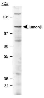 Western Blot: Jumonji/JARID2 Antibody [NB100-2214]