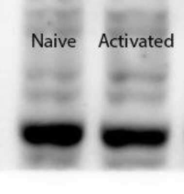 Western Blot: Jumonji/JARID2 Antibody [NB100-2214]