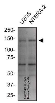 Western Blot: Jumonji/JARID2 AntibodyBSA Free [NBP3-00588]