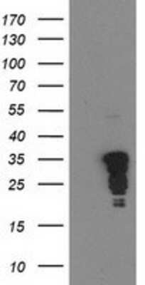 Western Blot: c-jun Antibody (OTI3G2) [NBP2-02258]