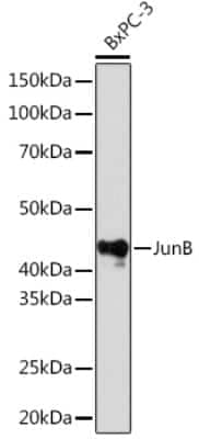 Western Blot: JunB/AP-1 Antibody (3U10K1) [NBP3-16491]