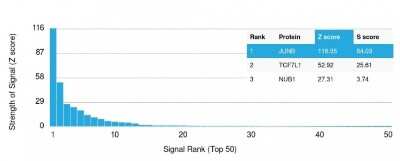 Protein Array: JunB/AP-1 Antibody (PCRP-JUNB-3G11) [NBP3-07578]
