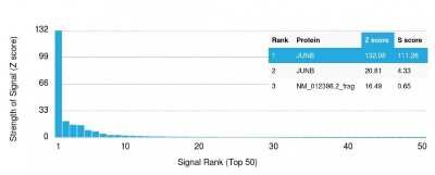 Protein Array: JunB/AP-1 Antibody (PCRP-JUNB-3G2) [NBP3-07579]