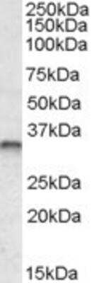 Western Blot: JunB/AP-1 Antibody [NBP1-51950]