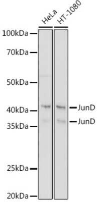 Western Blot: JunD Antibody (2D5A1) [NBP3-16602]