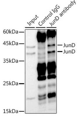 Immunoprecipitation: JunD Antibody (5L7Y3) [NBP3-16600]