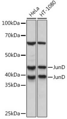 Western Blot: JunD Antibody (5L7Y3) [NBP3-16600]