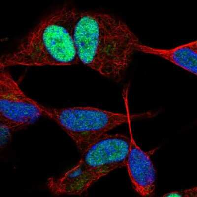 Immunocytochemistry/ Immunofluorescence: JunD Antibody [NBP2-38983]