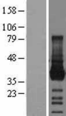 Western Blot: JAM-A Overexpression Lysate [NBL1-10404]