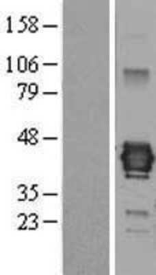 Western Blot: JAM-C Overexpression Lysate [NBL1-12098]