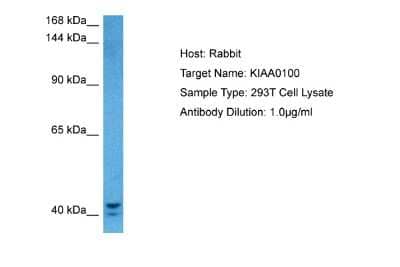 Western Blot: K0100 Antibody [NBP2-85127]