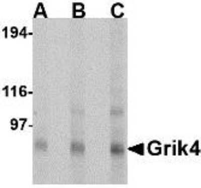 Western Blot: KA1/GRIK4/Glutamate Receptor KA1 AntibodyBSA Free [NBP1-76852]