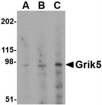 Western Blot: KA2/GRIK5/Glutamate Receptor KA2 AntibodyBSA Free [NBP1-76853]