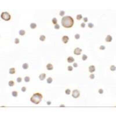 Immunocytochemistry/ Immunofluorescence: KAL1 Antibody - BSA Free [NBP1-76580]