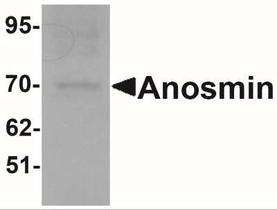 Western Blot: KAL1 AntibodyBSA Free [NBP1-76580]