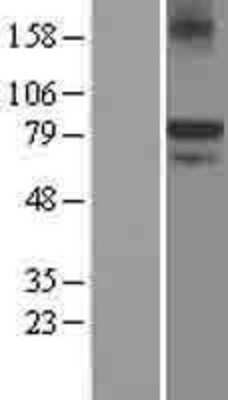 Western Blot: KAL1 Overexpression Lysate [NBL1-12120]