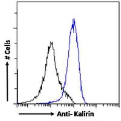 Flow Cytometry: KALRN Antibody [NB100-41371]