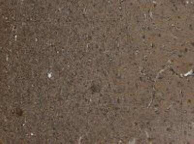 Immunohistochemistry-Paraffin: KALRN Antibody [NB100-41371]