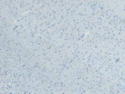 Immunohistochemistry-Paraffin: KALRN Antibody [NB100-41371]