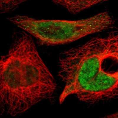 Immunocytochemistry/ Immunofluorescence: KANSL1 Antibody [NBP1-94066]