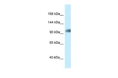 Western Blot: KANSL1 Antibody [NBP2-85128]